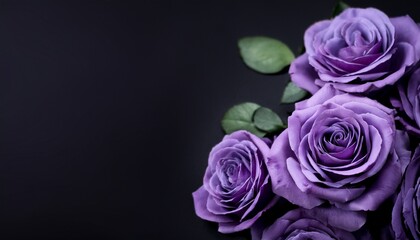 floral banner header with copy space purple roses isolated on dark background natural flowers wallpaper or greeting card