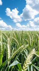 Vibrant wheat field underneath a bright blue sky with fluffy clouds
