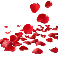 Fototapeta premium rose petals on white background