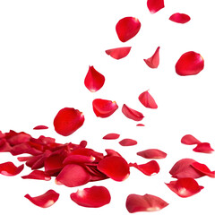 Fototapeta premium petals of roses