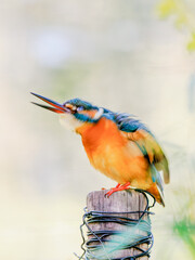頭を回転しているカワセミ