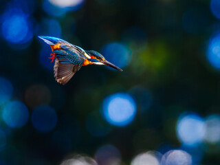 玉ボケのカワセミ02