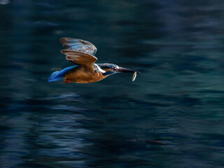 小魚を加えて飛ぶカワセミ