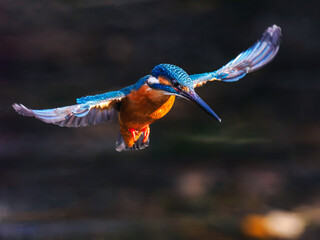 獲物を狙うカワセミ01