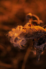 close up of burning match