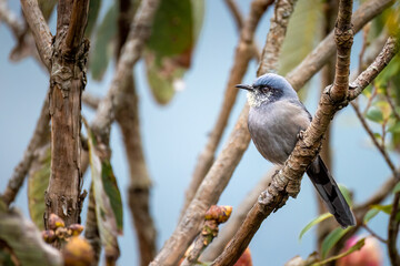 Beautiful Sibia on a tree perch 