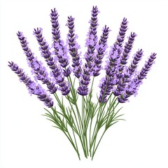 Naklejka premium A vibrant bouquet of lavender flowers. A detailed illustration of lavender blossoms, showcasing their delicate purple hues and green stems, arranged in a visually appealing cluster