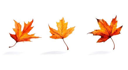 Fototapeta premium Three Autumn Maple Leaves Falling Gracefully
