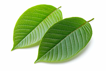 Obraz premium Two green leaves, close-up, white background, nature