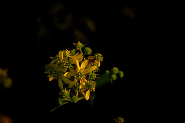 yellow flowers on black