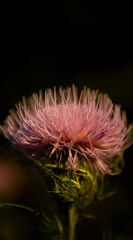 flower of a thistle