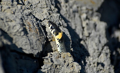 Grass snake