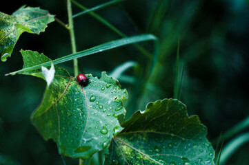 Summer landscape background with many beautiful flowers. Multicolored flowering summer meadow with Zinnia, Marigold, Cosmos, Black Eyed Susan, Midwest wildflower field.