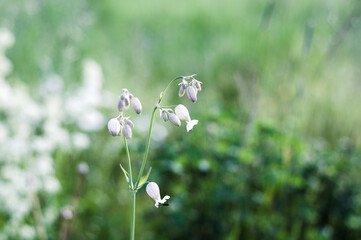 Summer landscape background with many beautiful flowers. Multicolored flowering summer meadow with Zinnia, Marigold, Cosmos, Black Eyed Susan, Midwest wildflower field.