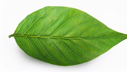 Obraz premium foliage green leaf isolated