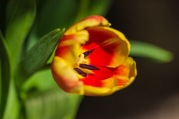 spring tulips in the garden for easter