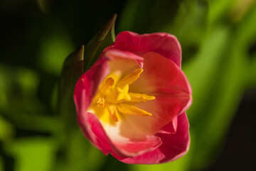 spring tulips in the garden for easter