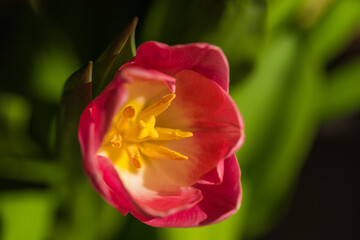 spring tulips in the garden for easter
