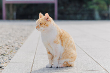 横を見る猫