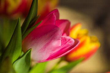 spring tulips in the garden for easter