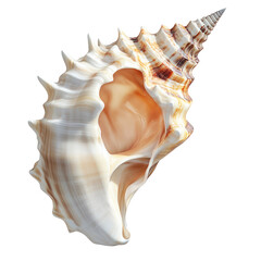 seashell isolated on white or transparent background