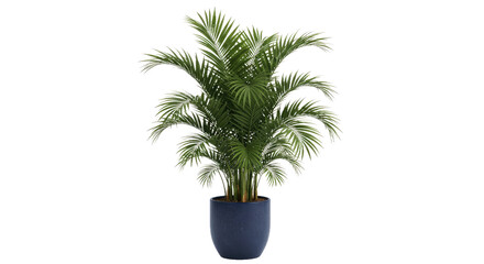 Obraz premium A Tall Parlor Palm with Feathery Fronds in a Navy-Blue Pot