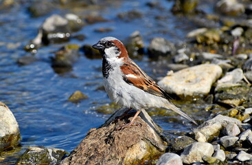 Sparrow
