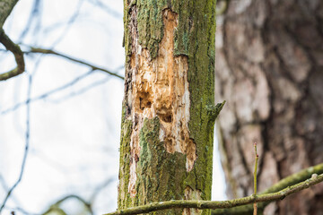 a tree on which a woodpecker was working