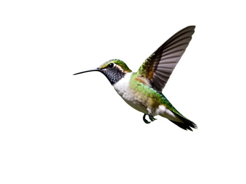 Hummingbird Hovering