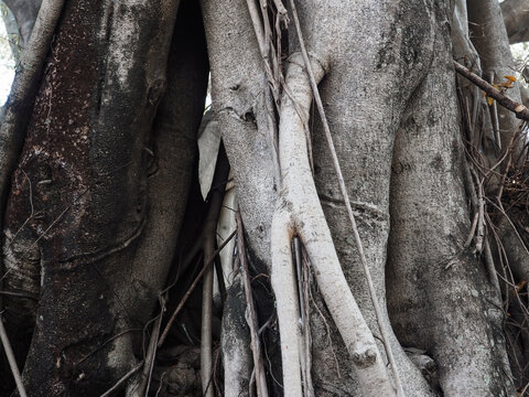 Close-up of banyan tree roots for natural texture       - Powered by Adobe