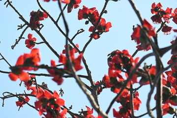 Bombax ceiba tree flower. Its common names  cotton tree, Malabar silk cotton tree, red silk cotton, red cotton tree, silk cotton tree and kapok.
