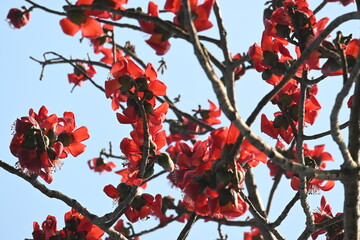 Bombax ceiba tree flower. Its common names  cotton tree, Malabar silk cotton tree, red silk cotton, red cotton tree, silk cotton tree and kapok.
