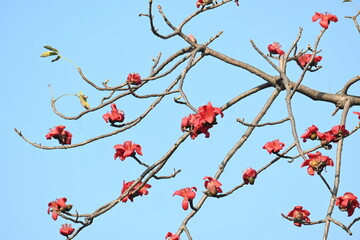 Bombax ceiba tree flower. Its common names  cotton tree, Malabar silk cotton tree, red silk cotton, red cotton tree, silk cotton tree and kapok.
