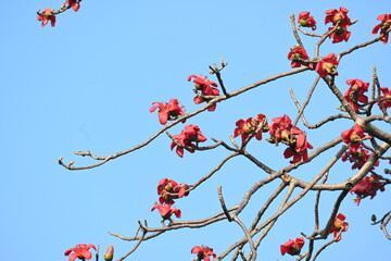 Bombax ceiba tree flower. Its common names  cotton tree, Malabar silk cotton tree, red silk cotton, red cotton tree, silk cotton tree and kapok.
