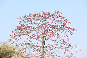 Bombax ceiba tree flower. Its common names  cotton tree, Malabar silk cotton tree, red silk cotton, red cotton tree, silk cotton tree and kapok.
