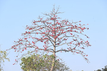 Bombax ceiba tree flower. Its common names  cotton tree, Malabar silk cotton tree, red silk cotton, red cotton tree, silk cotton tree and kapok.
