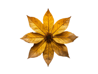 Golden Leaf Mandala: Nature's Artistry Unveiled, a delicate arrangement of autumnal leaves forming an intricate design. Isolated, transparent background, png.