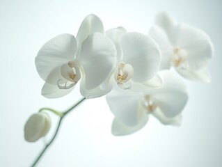 Elegant white orchids in soft light nature photography minimalist aesthetic