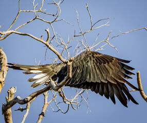 A Carnaby's black cockatoo (zanda latirostris) taking flight from the top of a bare branch, showing detailed wing structure.