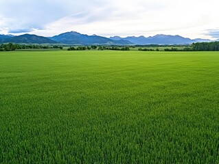 Naklejka premium Lush Green Rice Field Under Cloudy Sky with Mountains in Background