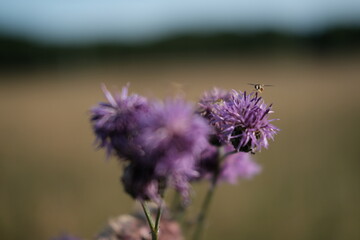 bee on thistle