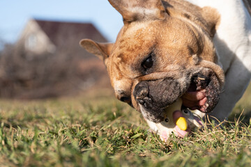A playful French Bulldog biting and holding a well-worn rubber toy while standing on the grass. The...