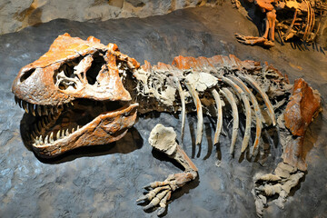 Naklejka premium Tyrannosaurus Rex fossil museum exhibit