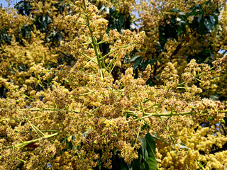 A close up shot of mango tree fruit sprouts and flowers. Mangifera indica commonly known as mango....