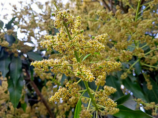 A close up shot of mango tree fruit sprouts and flowers. Mangifera indica commonly known as mango....