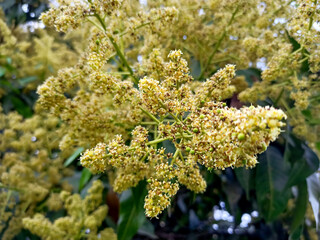 A close up shot of mango tree fruit sprouts and flowers. Mangifera indica commonly known as mango....