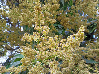 close up shot of mango tree fruit sprouts and flowers. Mangifera indica commonly known as mango. A...