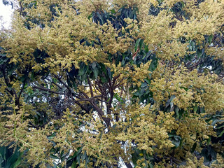 close up shot of mango tree fruit sprouts and flowers. Mangifera indica commonly known as mango. A...