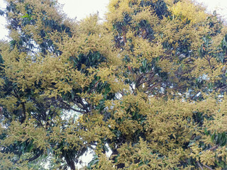 A close up shot of mango tree fruit sprouts and flowers. Mangifera indica commonly known as mango....