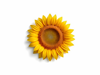 Fototapeta premium Sunflower isolated on white background.